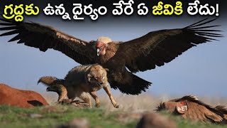 గ్రద్ద తన ముక్కుని తానే విరగ్గొట్టుకుని ఎలా బ్రతుకుతుంది?|painful rebirth of an Eagle#shorts