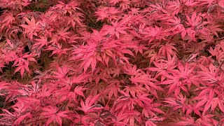 Japanese Maples & Dwarf Conifers - More Spring Color and Growth