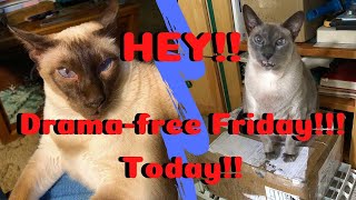 Drama-Free Friday LIVE! - 03-17-2023 - with Barb