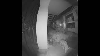 Coyote on my Porch.  Arlo Doorbell Cam.