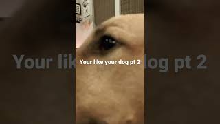 Your like equals your dog (pt 2) #bullterrier #bullterrierlove