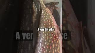 Pike / Hauki / Gädda / #shortvideo #fishing #viral #fish #isda #ytshorts #shorts #short #ytshorts