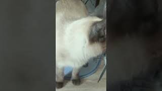 cat caught bird fanny cat cat video