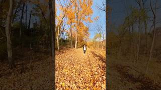 Fall of 2024 captured with #insta360x3 #fall2024 #naturephotography #squirrel #autumn