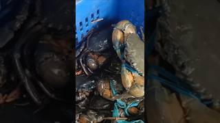 Crab Curry Milenge Ham Nehi #shorts #short #youtubevideo #shortsviral #shortsfeed #ytshorts #cooking