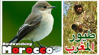 طيور المغرب .pied flycatcher خطاف الذباب المبقع .وثائقي الحياة البرية وطيور البرية بالمغرب .