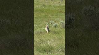 Play the right sound to get the right reaction. #foxpro #coyote #hunting #shorts