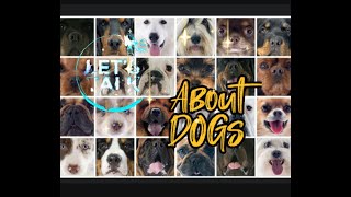 ALL ABOUT DOGz