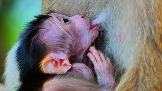 Very Sweet !Baby cute monkey JESSY sucking breast milk -look his mouth drink milk from mom delicious