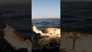 Brown Crab -Diving - Anglesey   #spearfishing #underwater #fishing #fish #lobster #brown crab