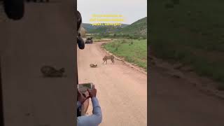 The cats of Serengeti national park 🇹🇿