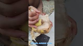 TUTORIAL LENGKAP MENGUPAS KELAPA MAWAR HIJAU