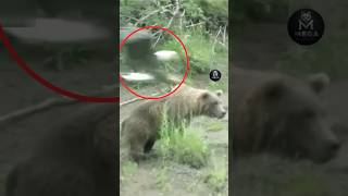 Eagle Want To Attack On Bear #eagles #bear #shorts