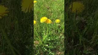 #asmr #shorts #flowers ☀️dandelion land☀️✨ #nature #naturesounds #herbs #wildedibles  #earth