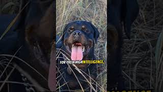 Welcome to the Amazing World of the Rottweiler