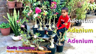 Today's Flowers in My Adeniums | My Adenium Flowers | Happy Gardening From Lahore, Pakistan