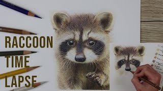 Raccoon Time Lapse Colour Pencil Drawing