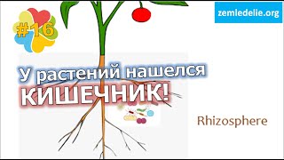 #16 Как растения добывают белок? Они жуют бактерии! У них есть кишечник!