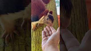 Squirrel biting #squirrel #being #friends #pets #squirrelpet #cute