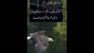 Allama Iqbal likhty h || Golden Words In Urdu_ Urdu Quotes |Islamic Information|