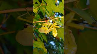 (29) [자막] 넓적배사마귀를 잡아먹는 넓적배사마귀 ハラビロカマキリの共食い Praying Mantis eating a Praying Mantis