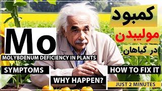 ⛔ درمان کمبود مولیبدن (Mo) در گیاهان - How to Fix Molybdenum Deficiency in Plants