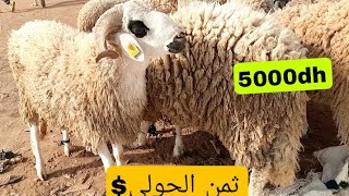 جولة في رحبة الغنم بكران اݣادير مع اثمنة حولي عيد الاضحى المبارك ودويرة فسوق الاحد