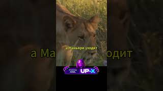 Старый лев не смог победить #shorts #аnimals #животные