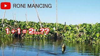 MANCING NILA LAGI TETAP MENGGUNAKAN UMPAN LUMUT || 1+1=2...