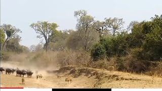 Lion Was Unlucky When He Encountered Leader Of Buffalo Herd, Causing Him To Receive Bitter...