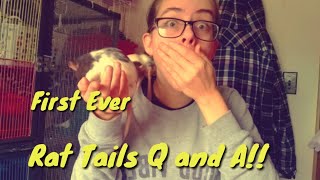 Rat Tails Q And A!!