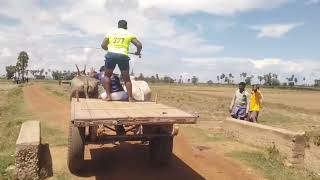 seetharamapuram village junior bulls at rayapeta junior bull race 9-10-2024@andhra-bulls456