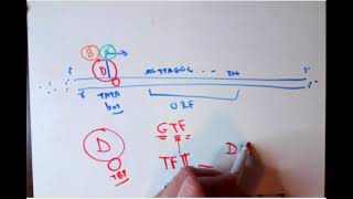 Gene Expression - the Whole Story (Transcription, Translation & Alternative Splicing)