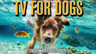 DOG TV: Virtual Underwater Adventures for Dogs & ASMR Music!