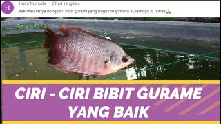 CARA BUDIDAYA IKAN GURAME DI KOLAM BETON - BIBIT GURAME YANG BAIK