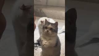 Cat begs mom for snacks, oh, the cat steal my heart! #funnycats #funnycatvideos #funnyvideo