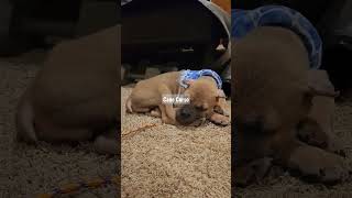 Homer - 8 Week Old - Cane Corso Puppy