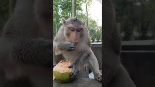 Bronx eating coconut ep197 #monkeyaction #monkey #monkeyliving