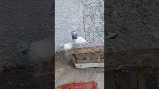 🦅#pigeon #attitude #kabutar #youtubeshorts #shorts