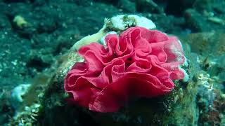 Nudibranch eggs