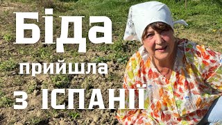 Наталя Фаліон - Нова біологічна зброя/Біда прийшла з Іспанії