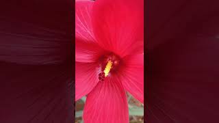 Hibiscus #nature #greenlove #farmhouse #plants #flowers