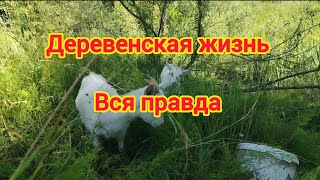 деревенские дела //живое видео///жара...