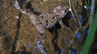 Голоса краснобрюхих жерлянок Bombina bombina / Calls of european fire-bellied toads