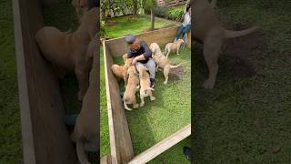 Beautiful Boerboel Puppies #puppy #shortsfeed #trending