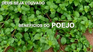 POEJO - TOMILHO - TIMO - BENEFICIOS | beneficio de tudo