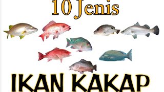 10 jenis Nama ikan KAKAP