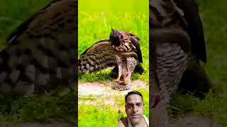 Baj#snake#ladai#YouTube short#short video #animals