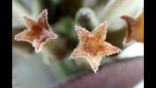 A Hoya manipurensis Forest or Hoya manipurensis Revisited