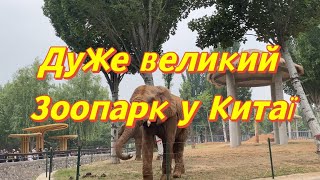 CHINA VLOG:Зоопарк у Китаї;Запросили до кафе